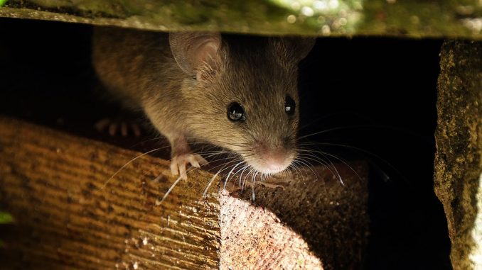 Mause Im Haus Verhindern Wie Sie Mausbefall Vorbeugen