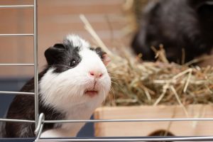 Meerschweinchen Käfig einrichten – Das gehört zur Grundausstattung Meerschweinchen