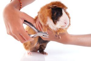 Meerschweinchen Krallen schneiden