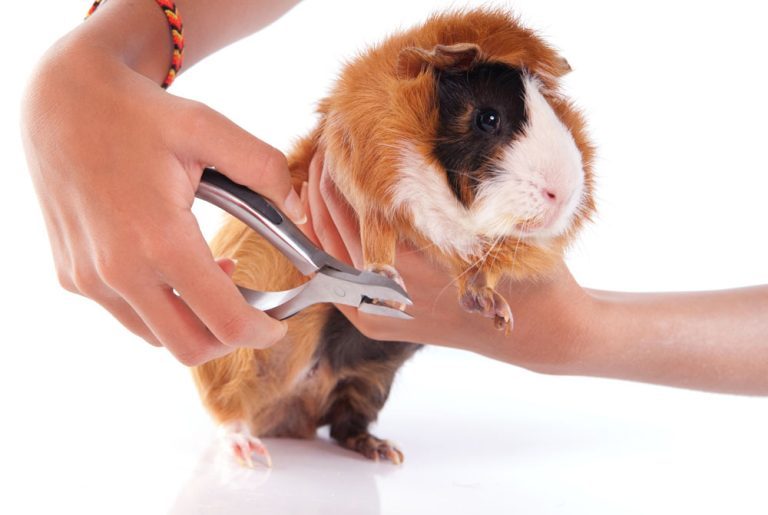 Meerschweinchen Krallen Schneiden - So Machen Sie Es Richtig