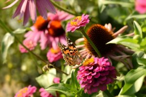 So locken Sie nützliche Insekten an nützliche Insekten anlocken