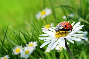Nützliche Tiere & Pflanzen Nützliche Tiere Garten