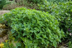 Oregano - Herkunft, Verwendung und gesundheitliche Wirkung