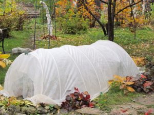 Pflanzen vor Frost schützen