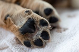 Pfotenpflege beim Hund