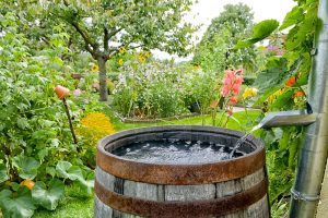 Regenwasser wird in Tonne aufgefangen.