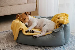 Schlafplatz für Hunde einrichten