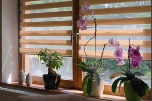 Sonnenschutz für Fenster – so bleiben Räume angenehm kühl Sonnenschutz Fenster