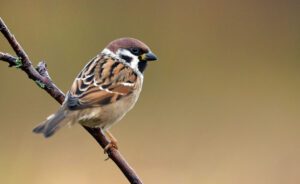 Spatz