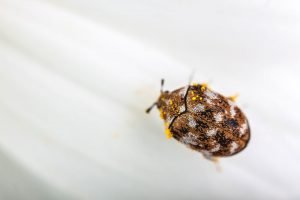 Teppichkäfer bekämpfen
