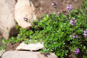 Thymian - Informationen, Sorten und Rezepte mit Thymian vorgestellt