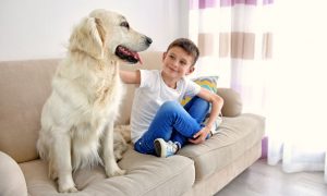 Tierhaare Sofa entfernen
