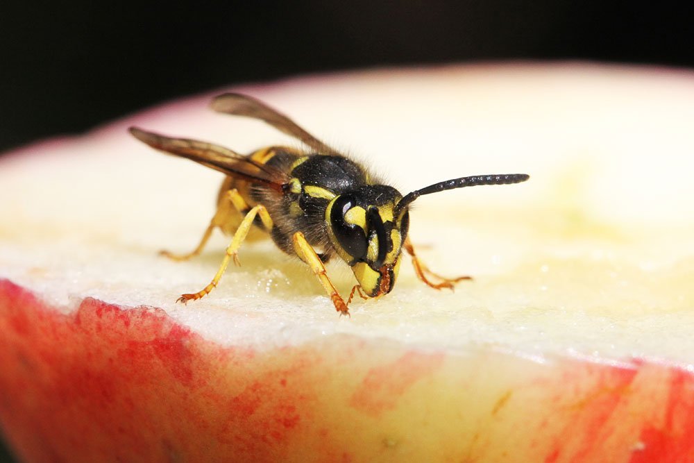 Tipps gegen Insekten