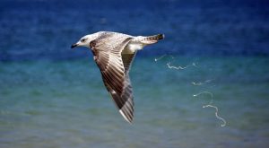 Vogeldreck entfernen