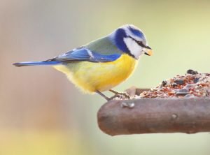 Vogelfutter selber machen