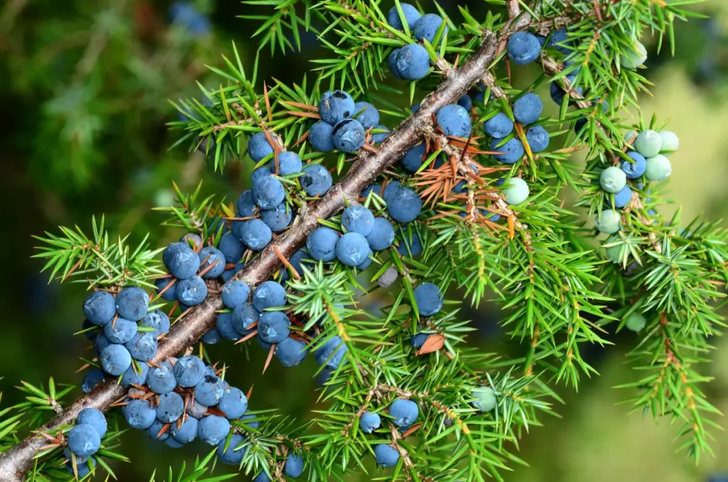 Wacholderbeeren