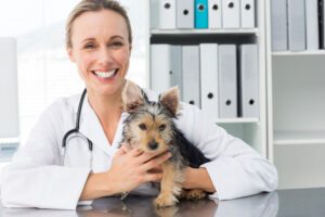 Tierarzt Welpe Hund