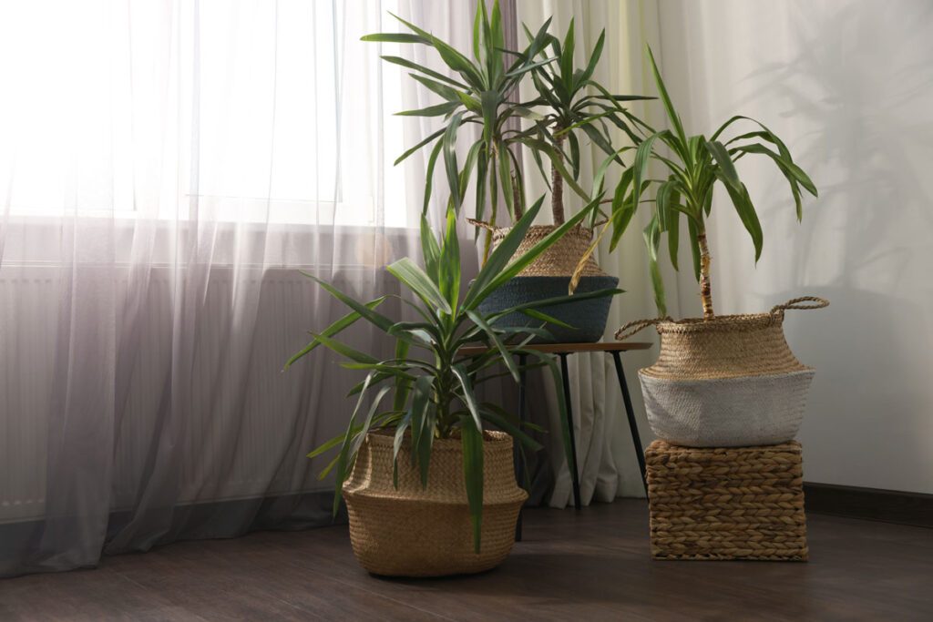 Zimmerpflanzen für dunkle Räume - diese Sorten sind bestens geeignet  2