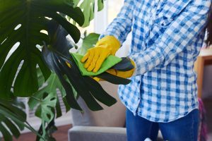 Blätter von Zimmerpflanzen reinigen – Mit diesen Tipps klappt’s Zimmerpflanze Blätter reinigen