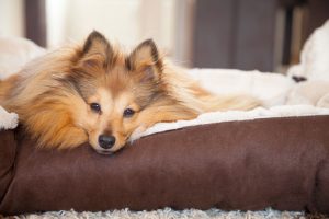 Zuhause für den Hund